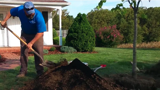How to Plant a Tree